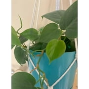 Two Heartleaf Philodendron Clippings - Houseplant Cuttings Propagating - hederac