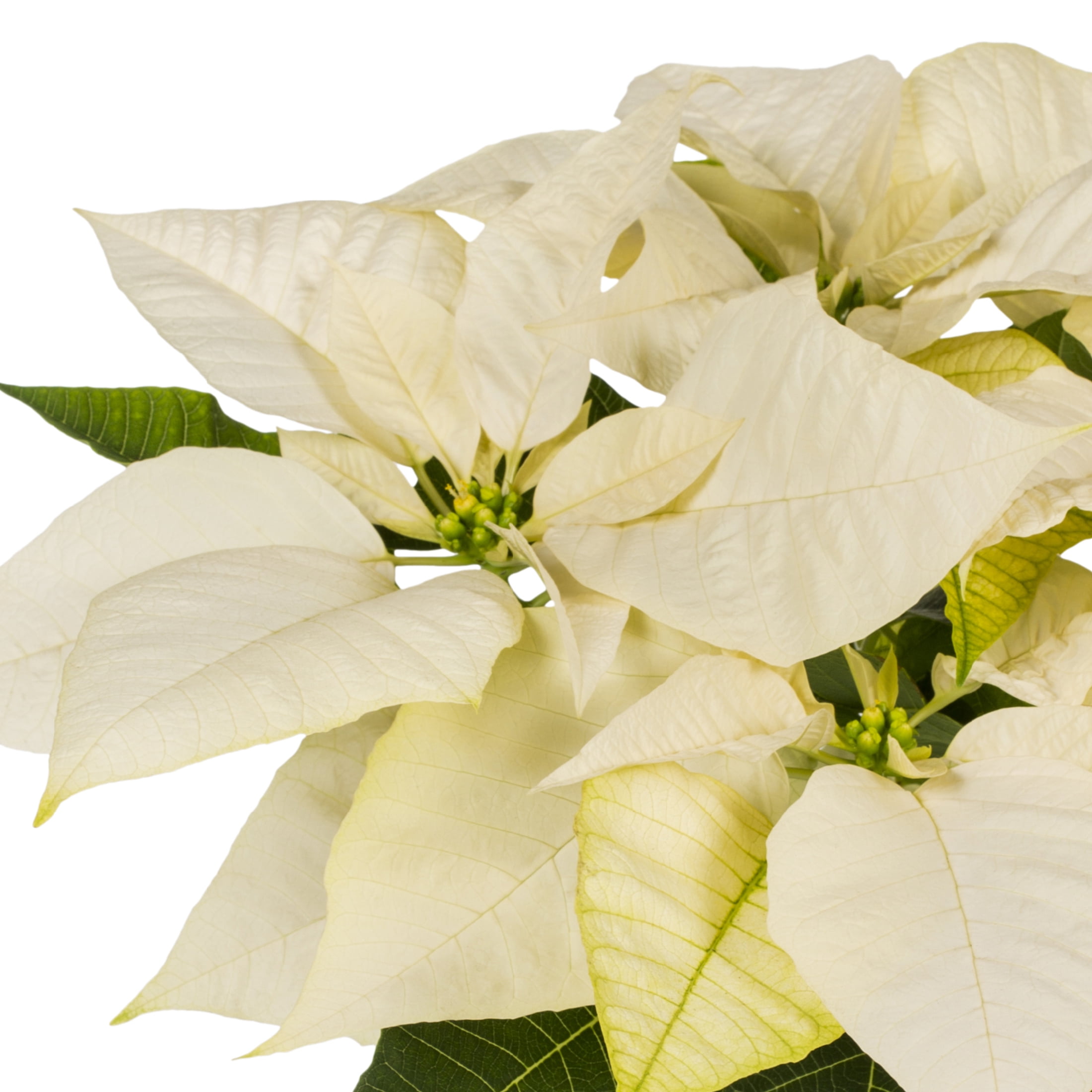 Holiday Time 1QT White Poinsettia Live Annual Houseplant Sun 5-Pack