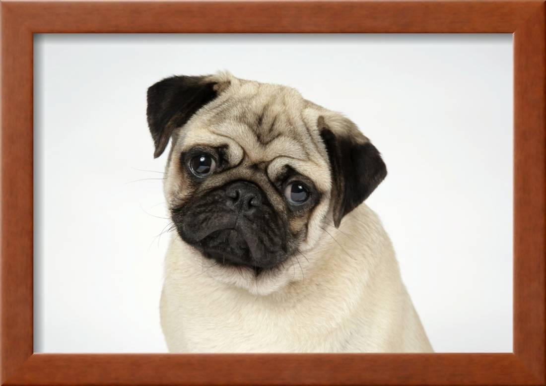 Fawn Pug Framed Print Wall Art