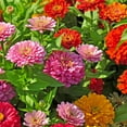 thumbnail image 2 of Old Farmer's Almanac 240 Zinnia Dahlia Mix Flower Seeds, Non-GMO, 2 of 6