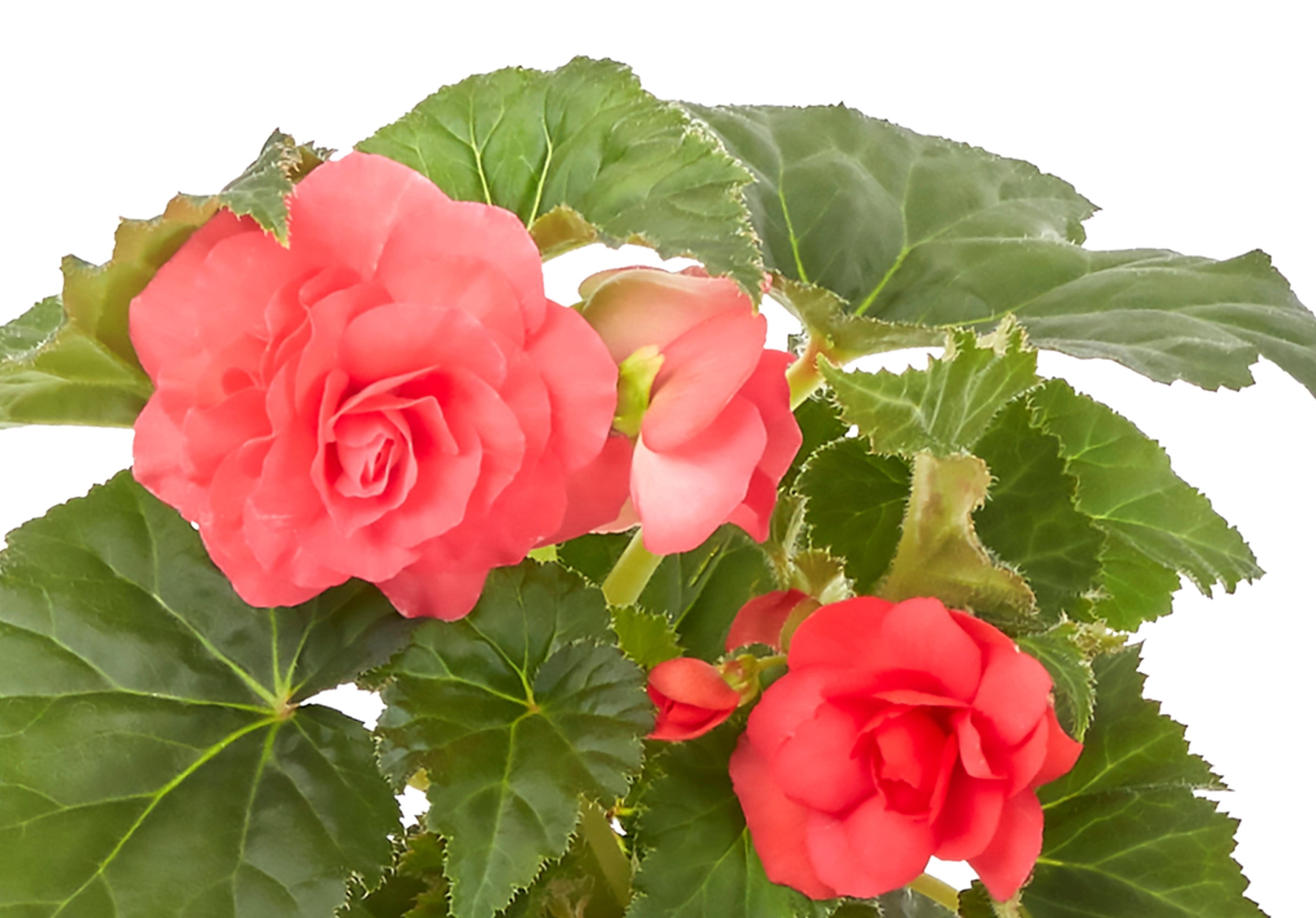Better Homes & Gardens Pink Begonia Live Annual Plant for Shade, 5-Pack