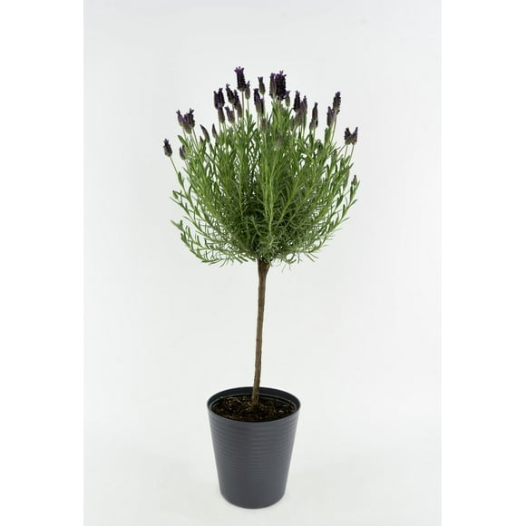 Lavender on standard