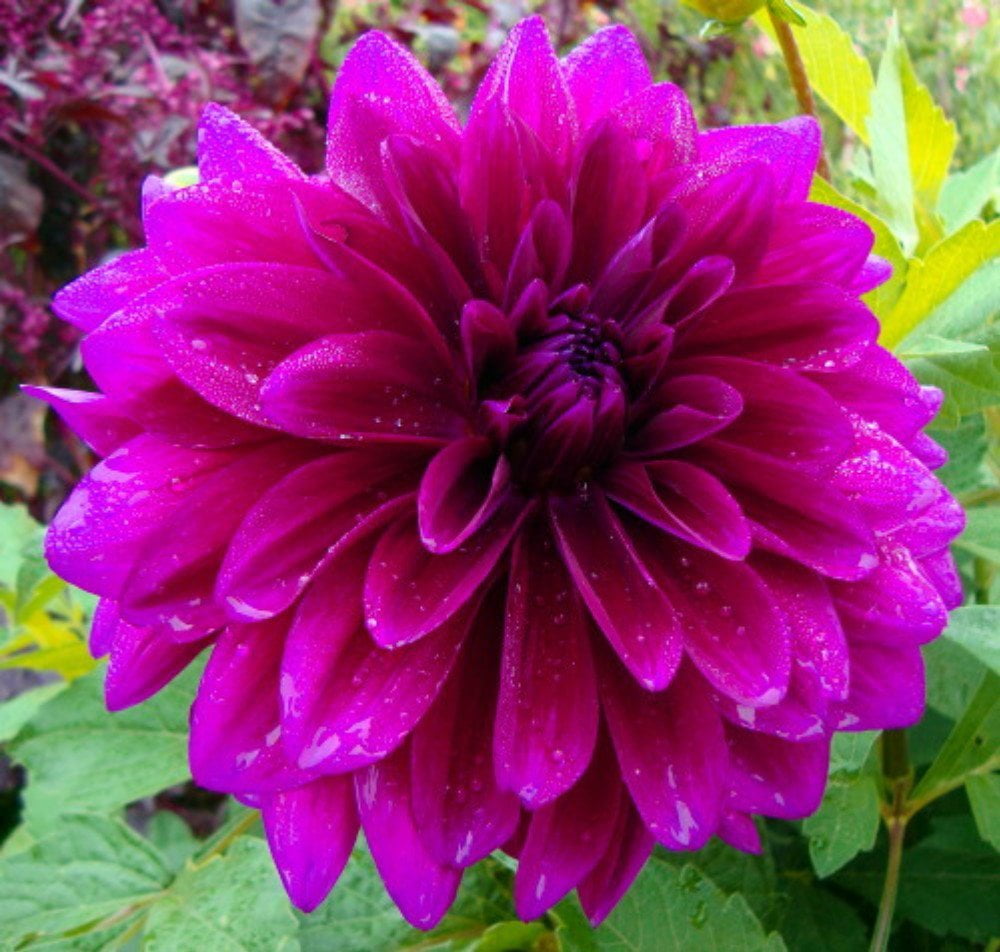 Babylon Purple Dinnerplate Dahlia 1 Top Size Root Clump - Huge
