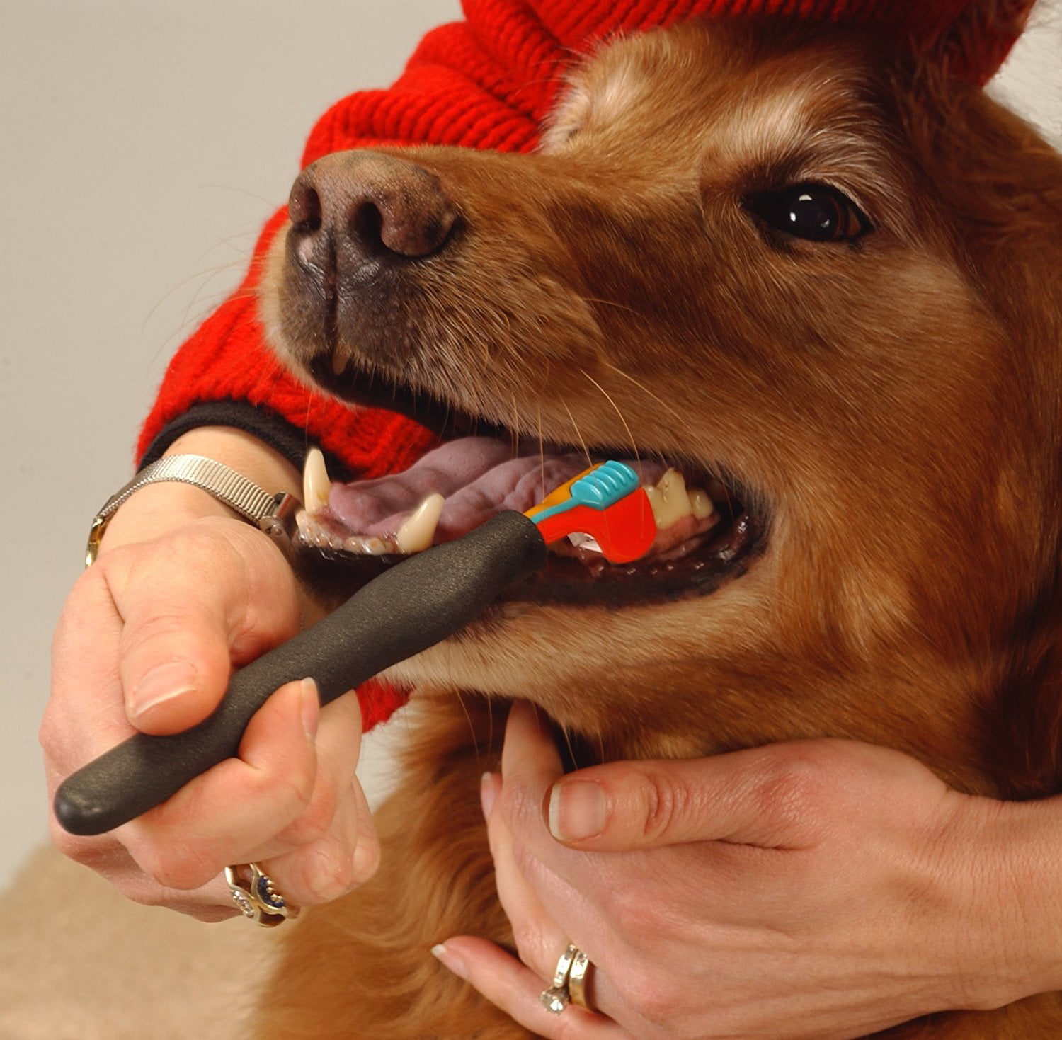 walmart dog toothbrush