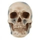 thumbnail image 1 of 1 pieza de decoración de calavera artesanal de resina, 1 of 3