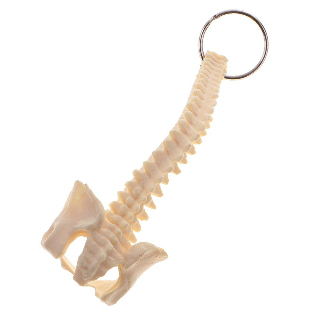 2x Novelty Human Spine Skeleton Key-Chain for Women Men Decoration Learning 