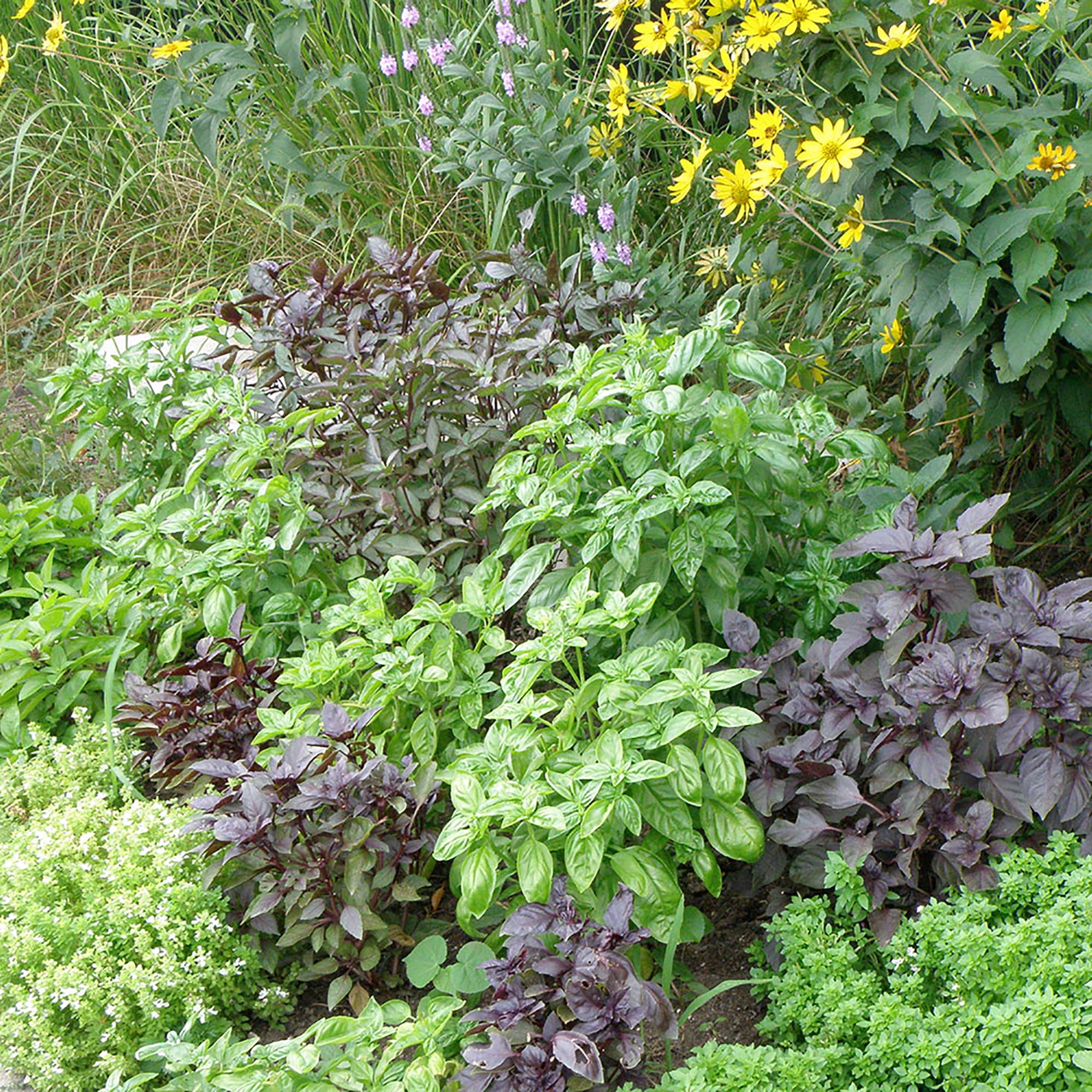 Bonnie Plants Sweet Basil 2.32 qt.