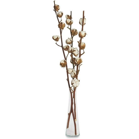 3 branches de vrai coton - 50 cm - 7 à 9 fleurs par branche de coton - vraie plante, séchée, très durable - belle décoration avec style