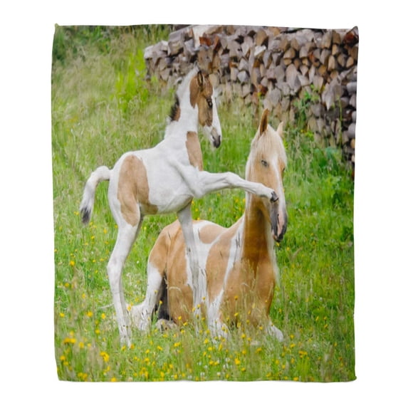 ASHLEIGH Flannel Throw Blanket Pony Foal Kicks Its Mother Front Hoof Color Pinto Soft for Bed Sofa and Couch 50x60 Inches