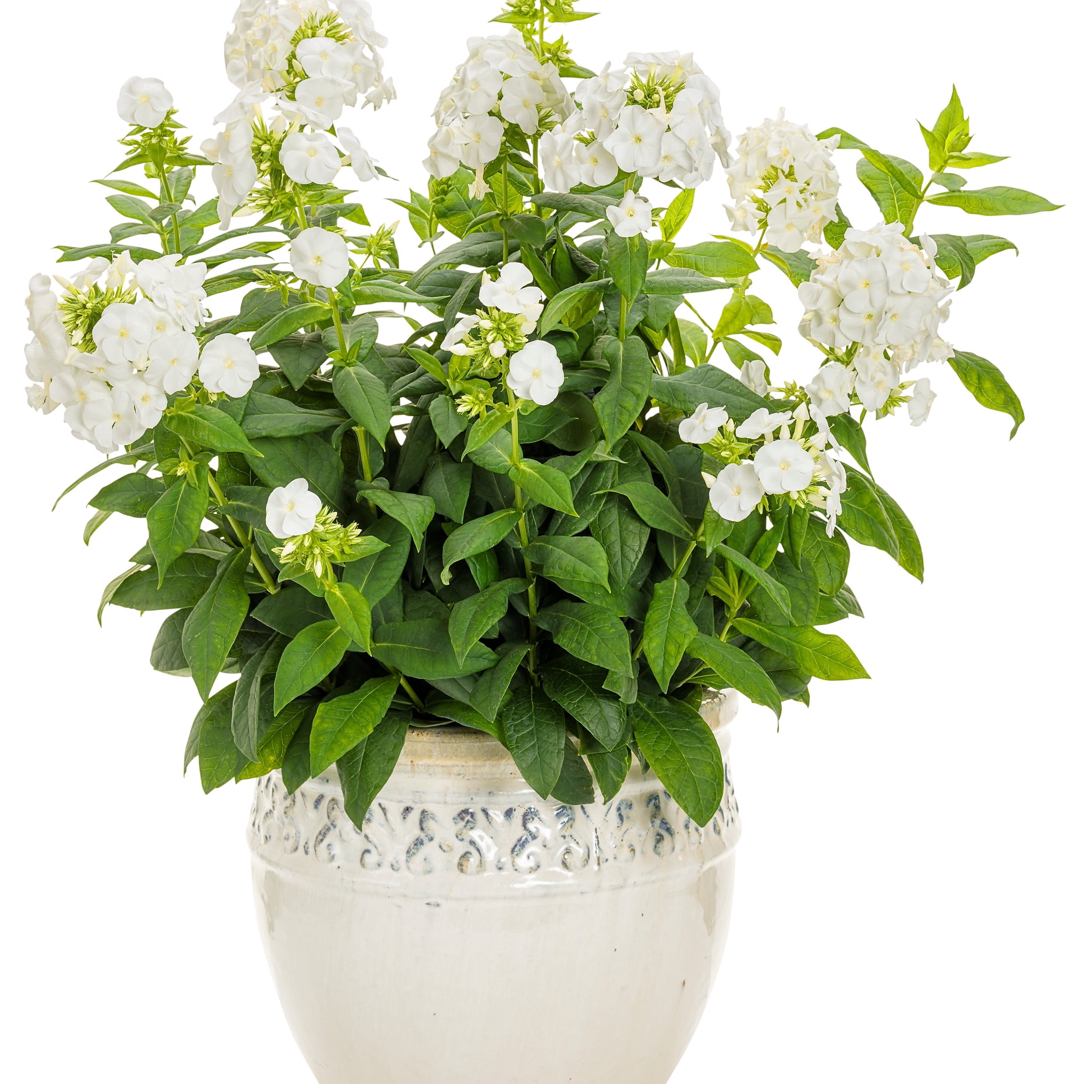 Proven Winners 12" White Luminary 'Backlight' Tall Garden Phlox (Phlox paniculata) Perennial Live Plant in 7.13" Pot