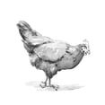 thumbnail image 2 of Caroline, Emma 26x26 White Modern Wood Framed Museum Art Print Titled - Barn Fowl II, 2 of 4