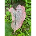 thumbnail image 4 of Blue Buddha Farm: Pink Symphony Caladium (2 Bulbs) - Easy to Grow Indoor or Outdoor Perennial Plant, 4 of 10