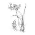 thumbnail image 3 of Harper, Ethan 12x14 Black Modern Framed Museum Art Print Titled - Botanical Sketch IV, 3 of 5