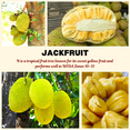 thumbnail image 3 of Jackfruit Live Plant, from 18-24 Inches, Edible Tropical Fruit for Planting, Sweet Jackfruit Tree, Artocarpus Heterophyllus, 3 of 6