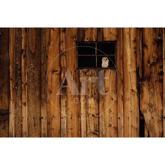 Barn Owl in Barn Window, Animals Unframed Photographic Print Wall Art by W^ Perry Conway Sold by Art.Com