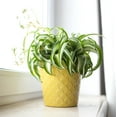 thumbnail image 2 of Spider Plant 'Bonnie', 2 of 9