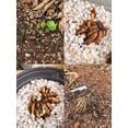 thumbnail image 5 of HJADGG Butterfly Ranunculus Bulbs Buttercup Bare Roots for Planting Canada, Perennial Flower Ranunculus asiaticus, Easy to Grow, Double Ranunculus Bare Roots for Cut Flowers Garden Indoor Outdoor, 5 of 5