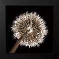 thumbnail image 2 of Frank, Assaf 12x12 Black Modern Framed Museum Art Print Titled - Purple allium flower, close-up (Sepia), 2 of 5