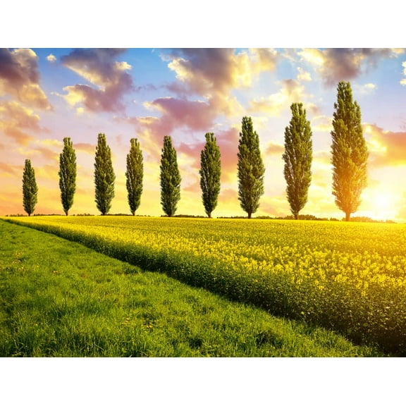 5 Lombardy Poplar Trees - Live Plant Tree Cuttings - Rare and Unique Privacy Tree - Very Fast Growing