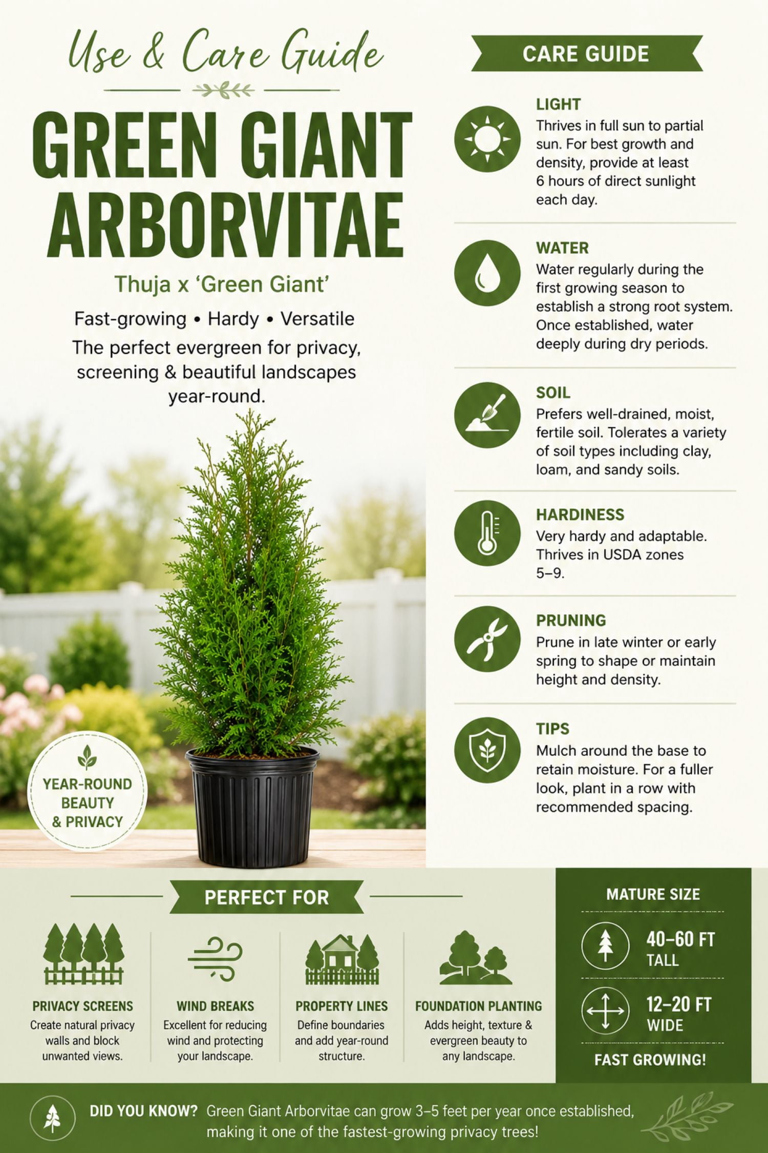 Expert Gardener Green Giant Arborvitae (2.5 Gallon) Fast Growing