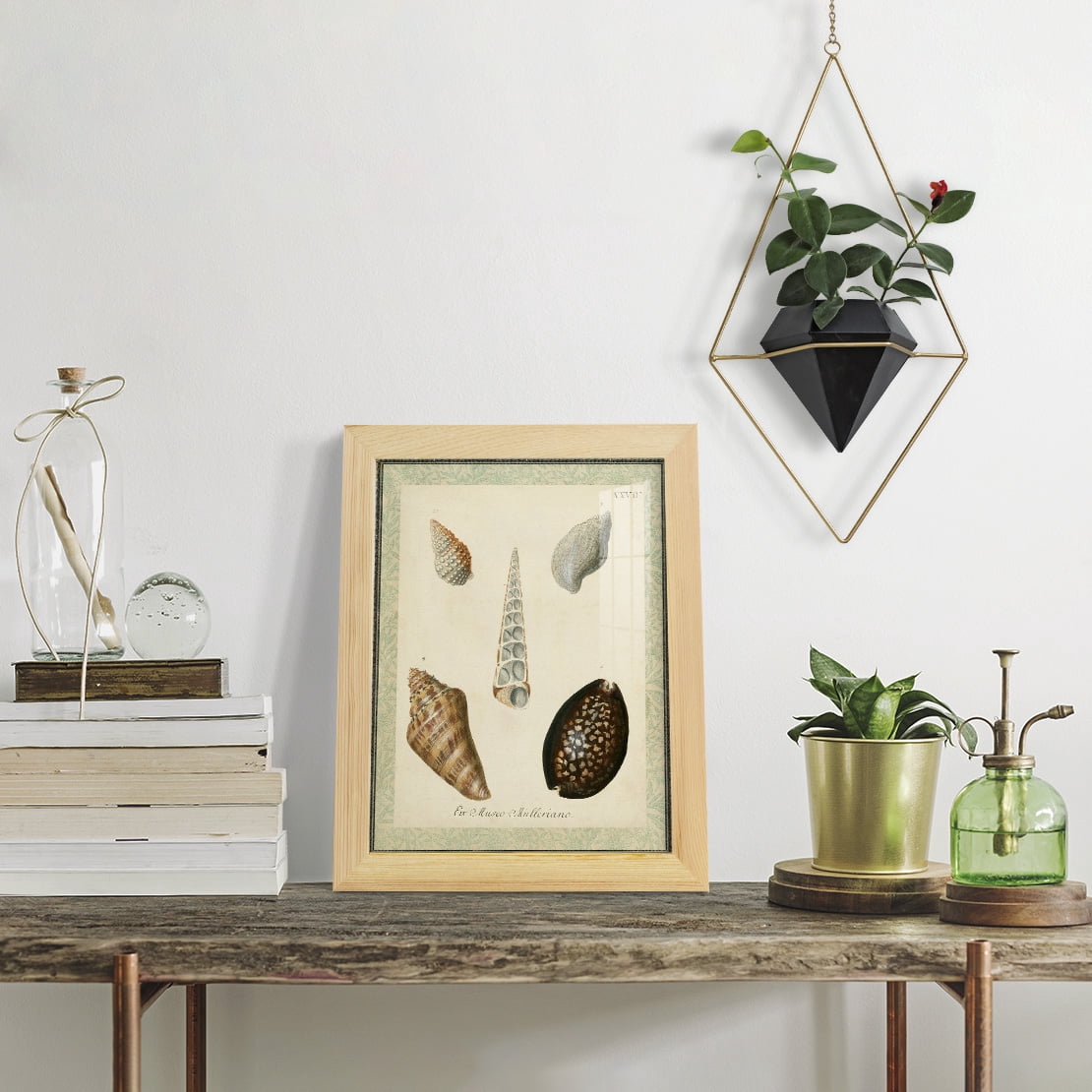Bookplate Shells IX - Framed Print w/glass - Natural Wood