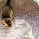 thumbnail image 4 of Pala para arena de gatos de plástico con forma de cabeza de gato. Pala para gatos de plástico. Herramienta de limpieza para arena de gatos., 4 of 5