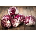 thumbnail image 6 of 100 Seeds ROSSA Di VERONA RADICCHIO Endive Italian Cichorium Intybus Vegetable, 6 of 11