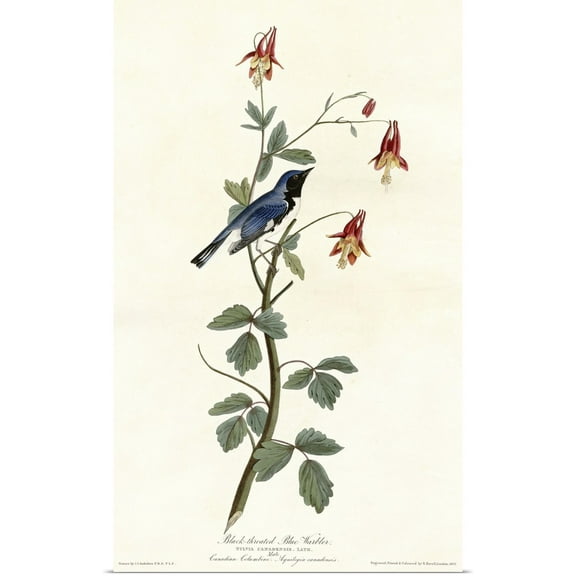 Great BIG Canvas | Rolled John James (1785-1851) Audubon Poster Print entitled Black Throated Blue Warbler
