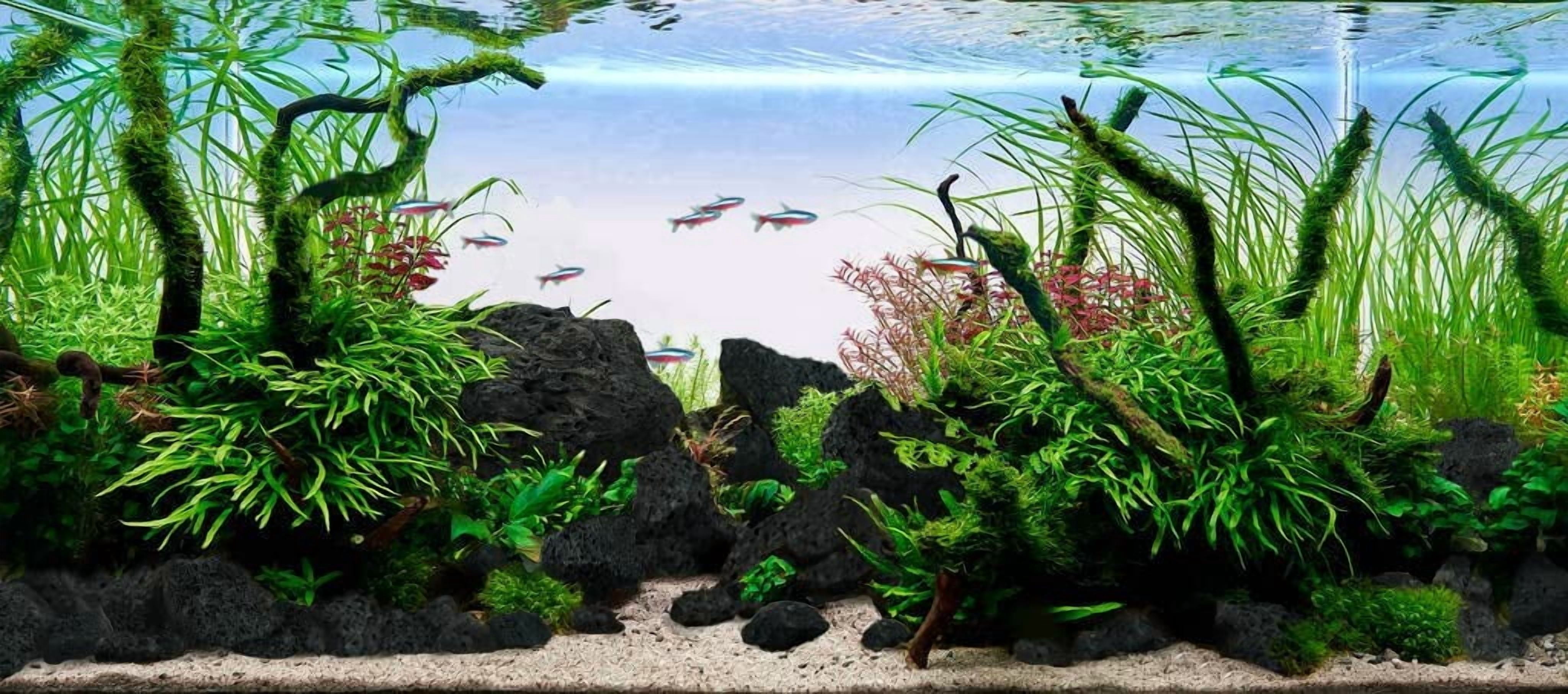 Natural Spider Wood Driftwood Branches for Aquarium Decoration (12-16 Inch, XL, 4 Pieces)