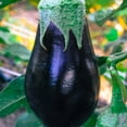 thumbnail image 3 of Black Beauty Eggplant Seeds, 3 of 3