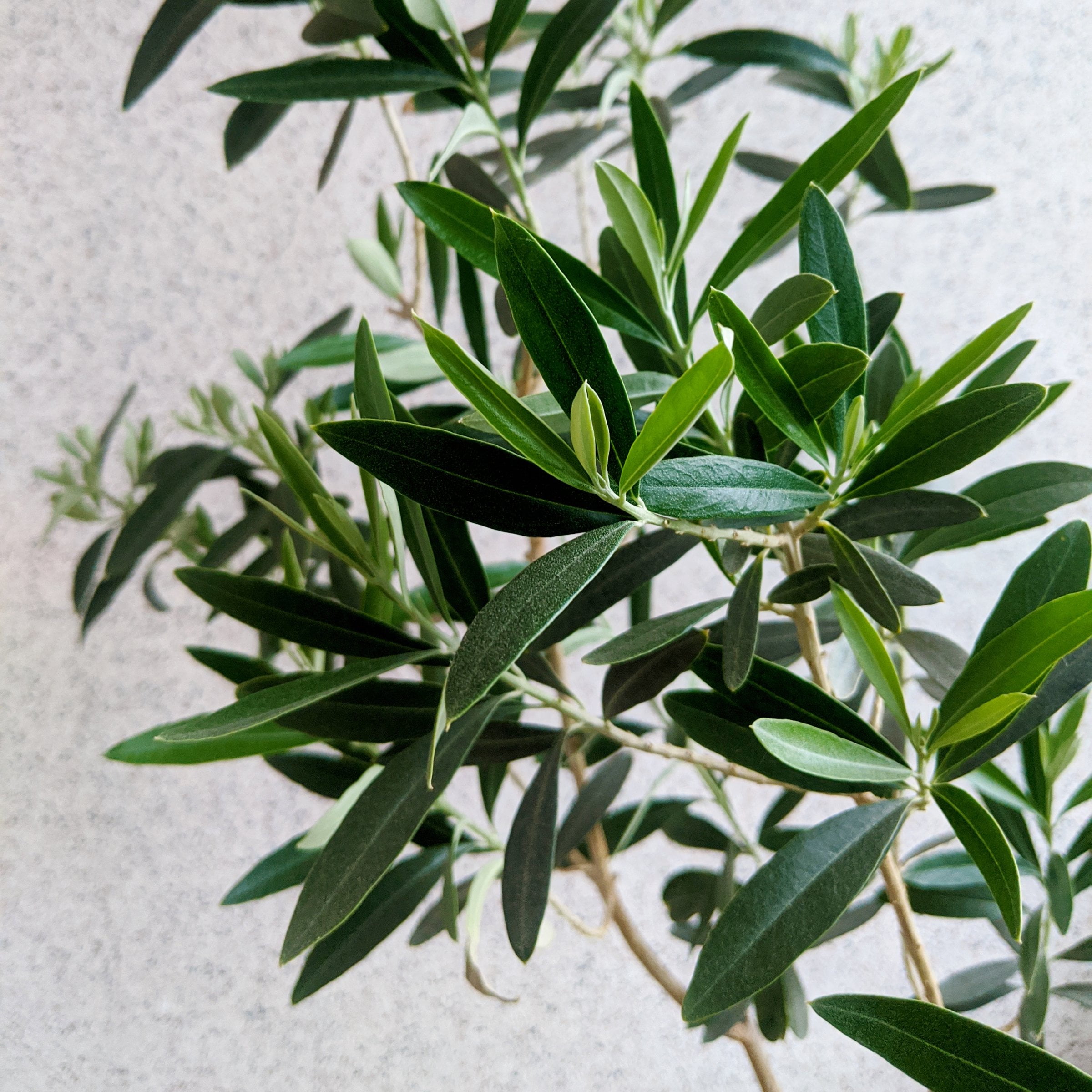 National Plant Network 4 in. Olive Tree (3-Pack)
