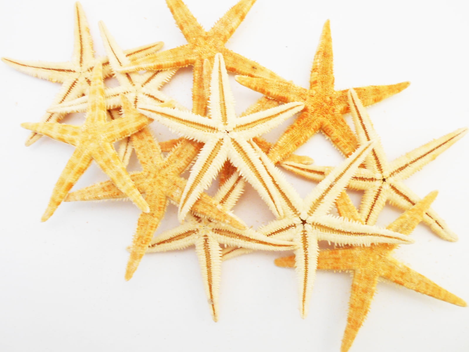 50 Extra Large Size Starfish - Philippine Tan Flat Sea ...