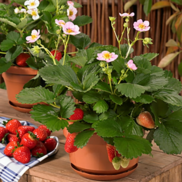 Berries Galore® Pink Strawberry Plant 4" Pot Everbearing