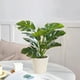 thumbnail image 5 of Plantas artificiales de Monstera Deliciosa en maceta | Decoración con suculentas artificiales, 5 of 6