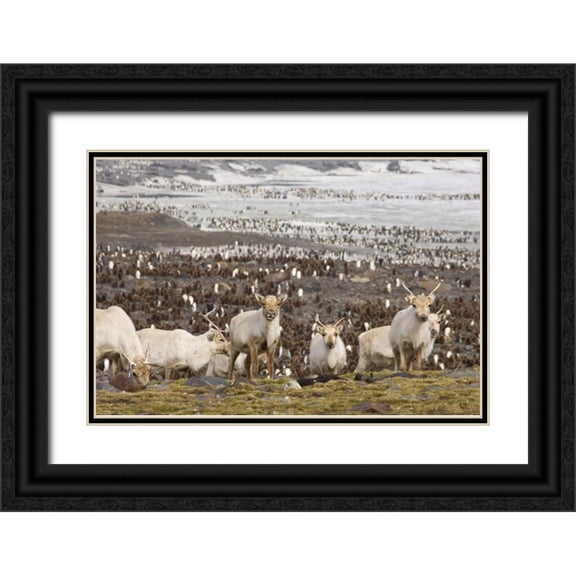Paulson, Don 32x23 Black Ornate Wood Framed with Double Matting Museum Art Print Titled - South Georgia Isl, Reindeers and king penguins