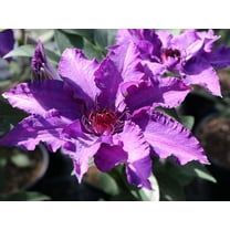 Clematis Marie Louise Jensen - Live Plant in a 4 Inch Growers Pot - Clematis 'Marie Louise Jensen' - Starter Plants Ready for The Garden - Beautiful Purple Blue Flowering Vine