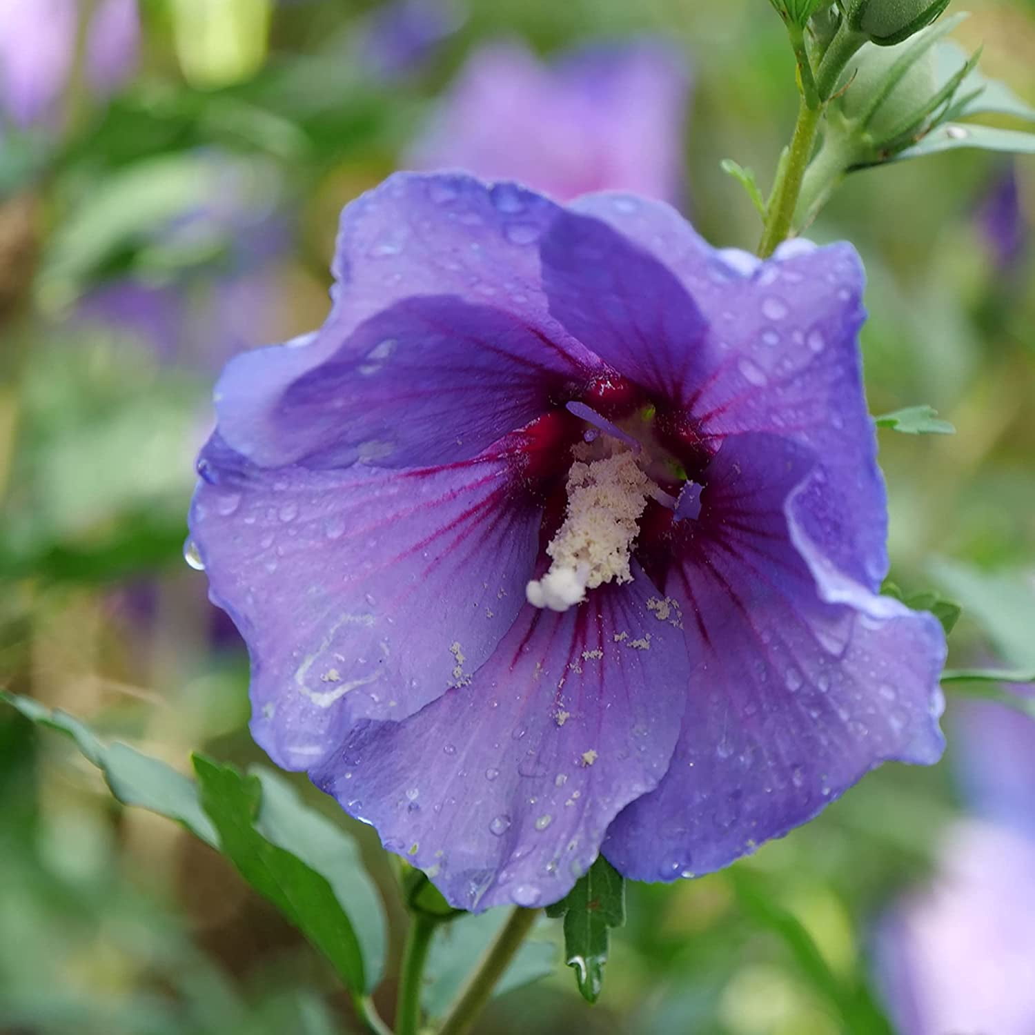 Proven Winners ColorChoice Paraplu Violet Hibiscus Live Shrub (2 Gallon)