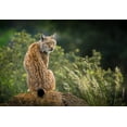 thumbnail image 2 of Saavedra Ruiz, Sergio 32x23 White Modern Wood Framed Museum Art Print Titled - Wild Look., 2 of 4
