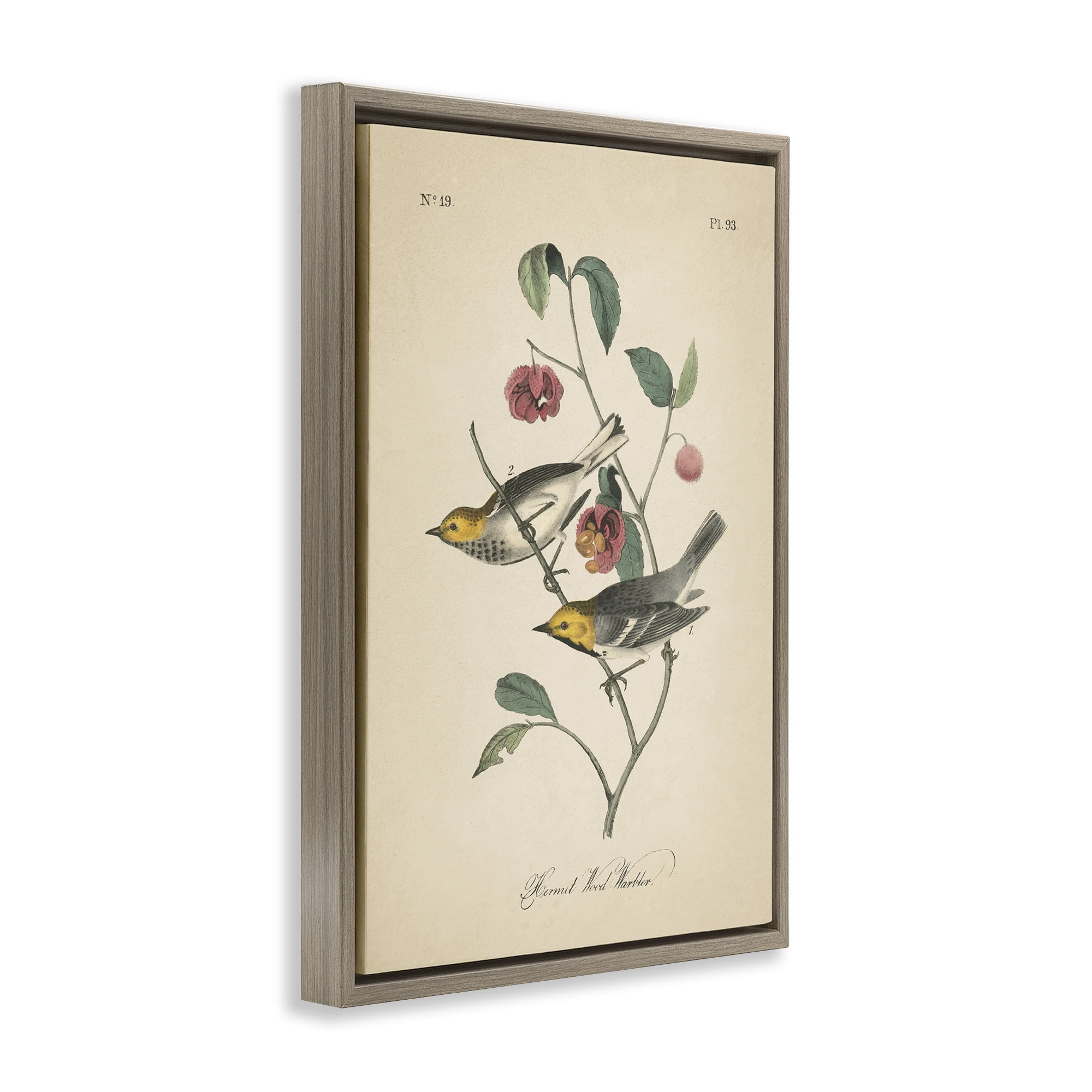 Stupell Industries Vintage Warbler & Plants Animals & Insects Painting Brown Floater Framed Canvas Art Print Wall Art, 21 x 31