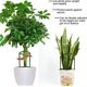 thumbnail image 2 of Monstrate El soporte resistente de plástico para plantas de jardín saludables promueve estacas de soporte para plantas de jardín de alto Jardín y Patio Numero 3, 2 of 6