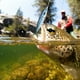 thumbnail image 4 of Aparejos de pesca, 1 pieza Señuelos de pesca de múltiples secciones Señuelos de pesca Gancho impulsado por el rendimiento, 4 of 8
