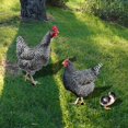 thumbnail image 6 of YIEMEEN 3x Acrylic Animal Stakes Rooster Hen Chicken Ornaments Yard Garden Spring Decor, 6 of 9
