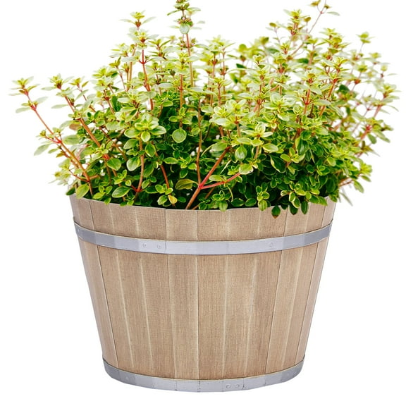 QCQHDU 12 inch Plant Pots, Whiskey Barrel Planters with Drainage Hole, Flower Pots for Indoor & Outdoor Garden Home Plants