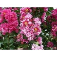 thumbnail image 5 of Crape Myrtle Raspberry Sundae  40 Live Plants  Dual-Color Red & Pink Blooms, Live Plant, Stunning Bicolor Ornamental Shrub for Eye-Catching Garden Displays, 5 of 8