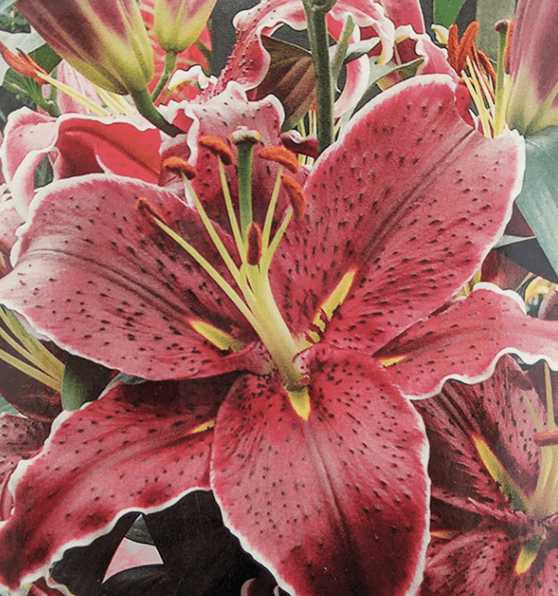 Lilium♡ 44410-pk-7.jpg?width=265&