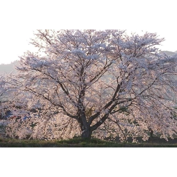 Yoshino Cherry Tree – Early Spring Blooming Ornamental Tree