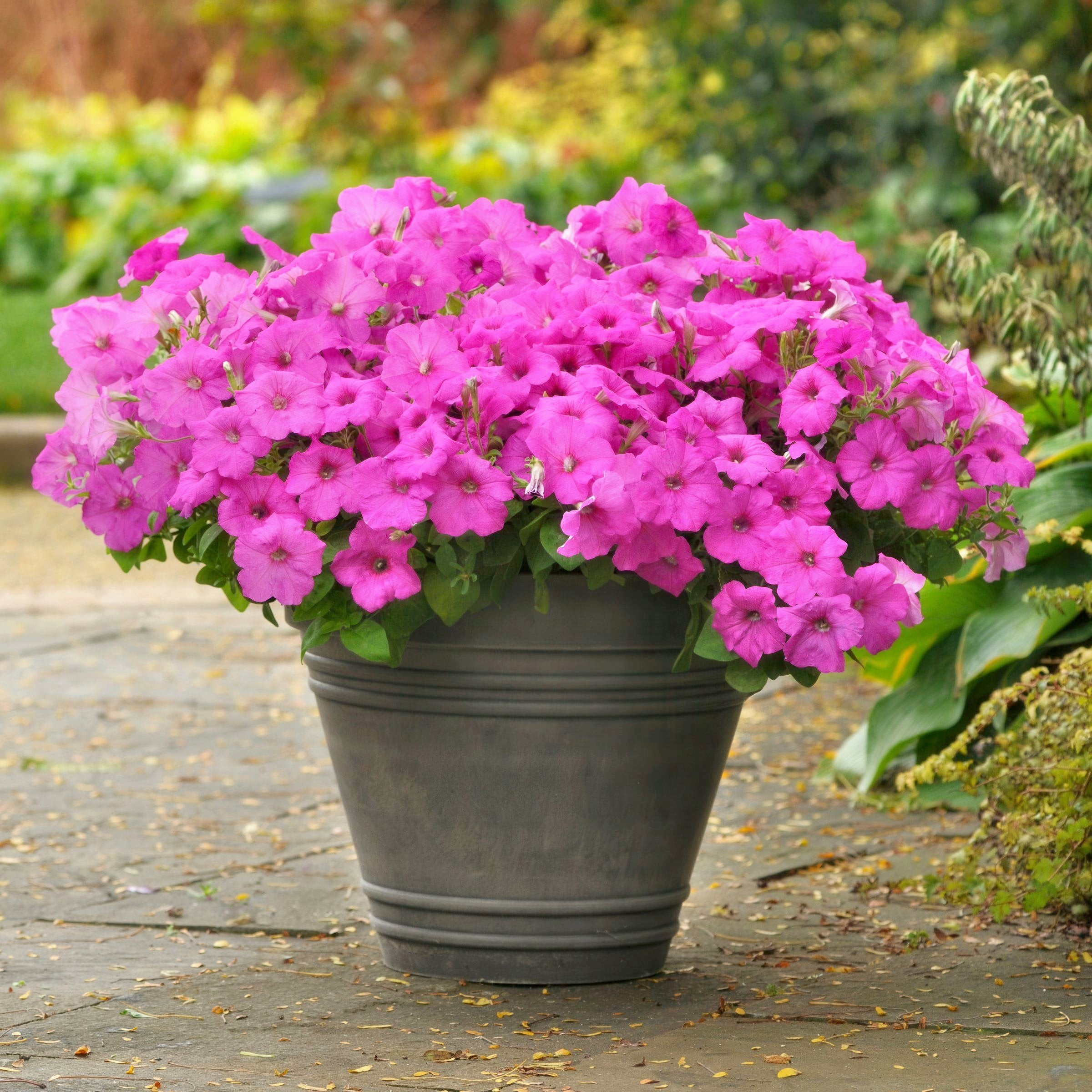 2.5 in. Petunia Easy Wave Neon Rose Petunia Live Annual Plant with Pink Flowers (6-Pack)