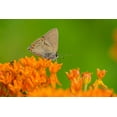 thumbnail image 2 of Day, Richard and Susan 14x11 White Modern Wood Framed Museum Art Print Titled - Coral Hairstreak-Satyrium titus-on Butterfly Milkweed-Asclepias tuberosa-Stephen A-Forbes State Par, 2 of 4