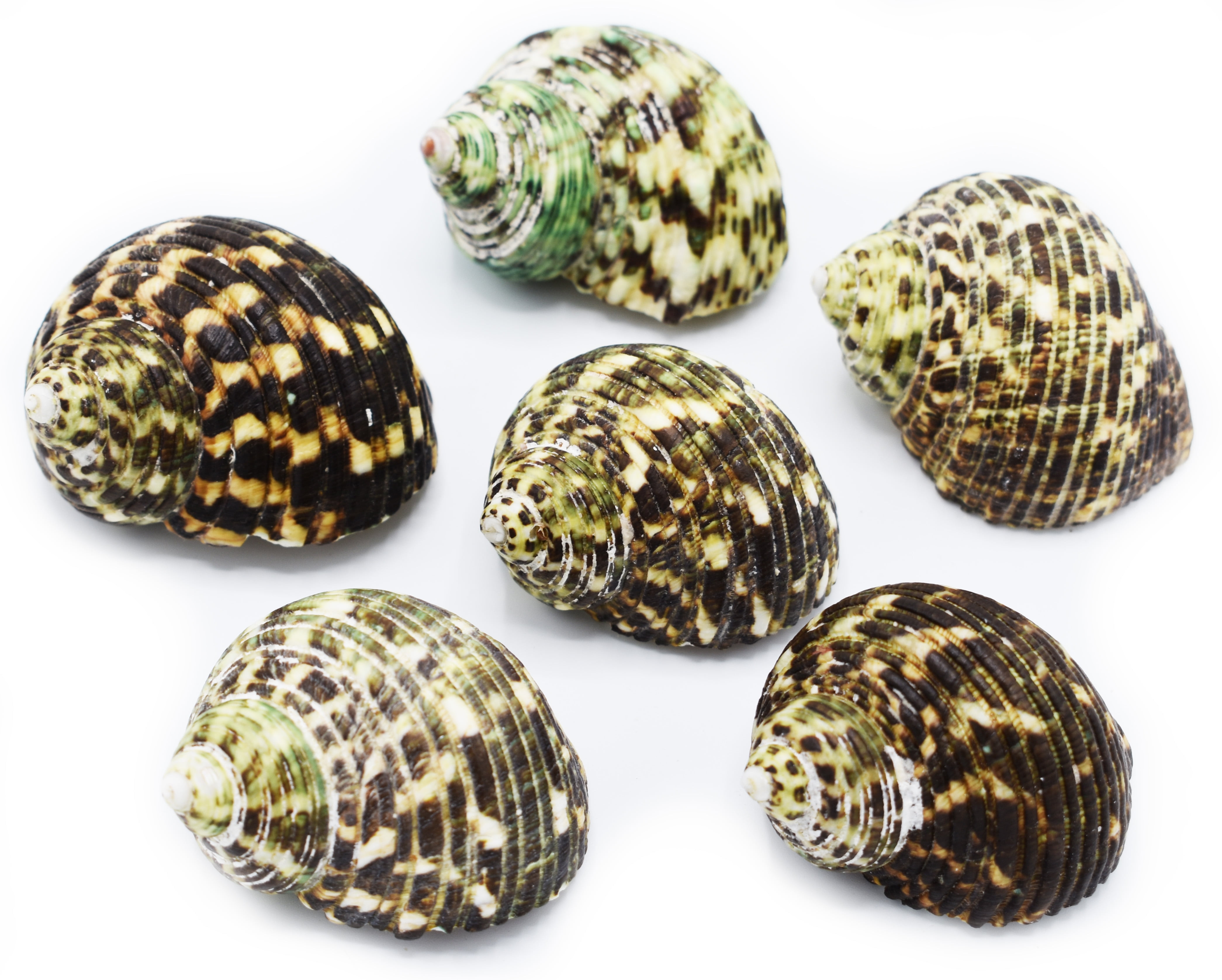 Hermit Crab Shells Seashell Natural Turbo Shells Medium Large Sea Conch 1-3.5 Inch 15 pcs