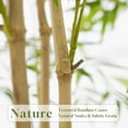 thumbnail image 3 of Artificial Bamboo Tree, Fake Bamboo Plant 6FT Tall with 6 Natural Real Bamboo Trunks, Artificial Tree Indoor Decor Faux Silk Tree for Home Office Living Room Modern Decor, 3 of 10